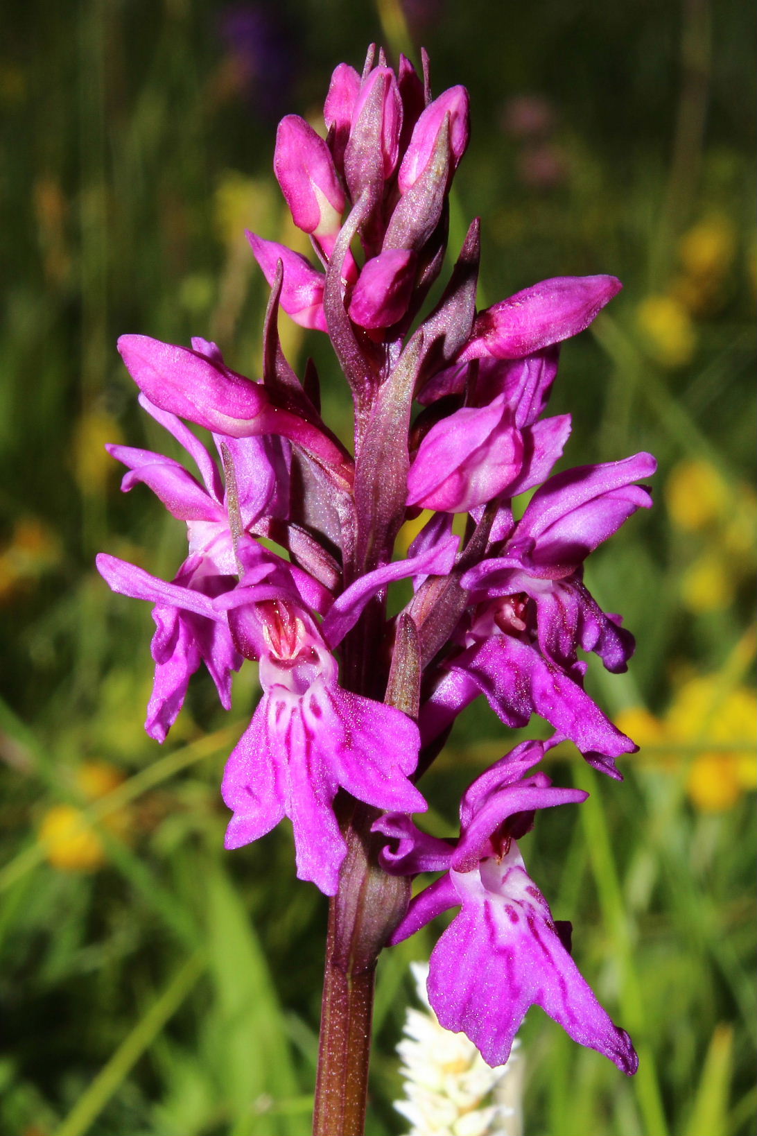 Dactylorhiza da determinare 1